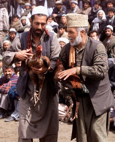 Cockfighting Kabul Afghanistan 2003