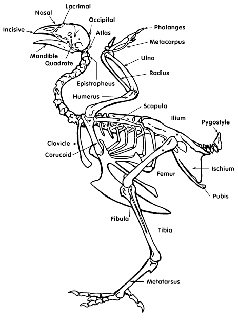 Chicken Skeletal Anatomy